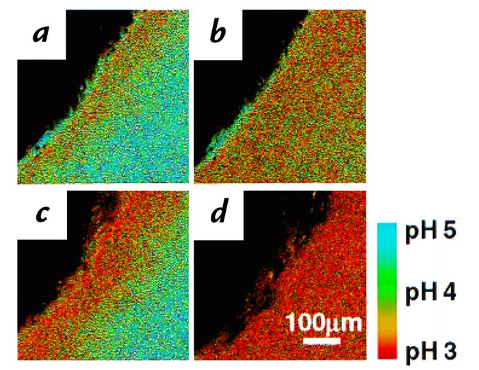 Continuous acid secretion during pH 5 superfusion is regulated by gastri...