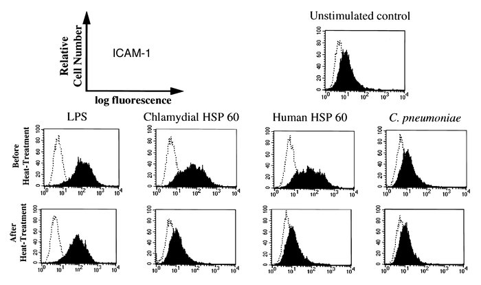 Chlamydial and human HSP 60s induce ICAM-1 production by endothelial cel...