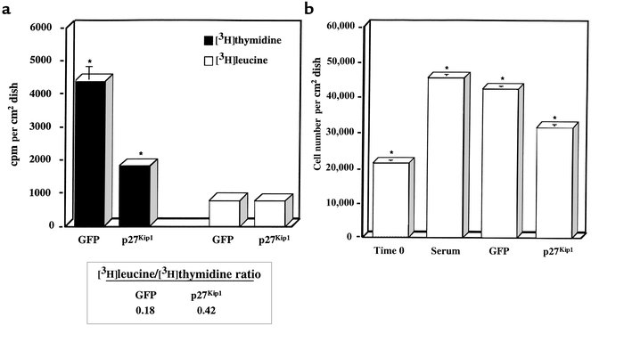 p27Kip1 overexpression inhibits proliferation and induces cellular hyper...