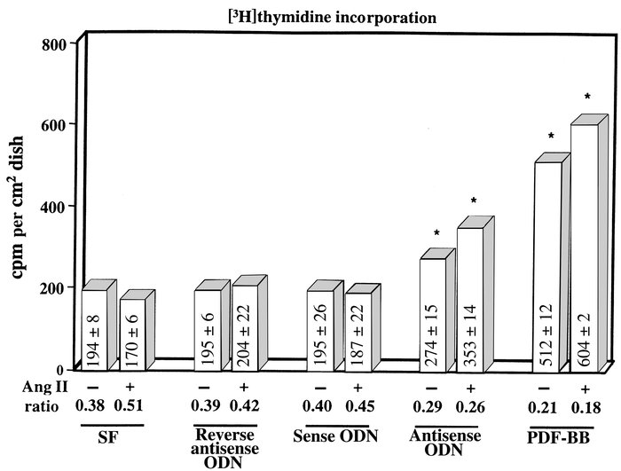 Ang II promotes hyperplasia in the absence of p27Kip1. Subconfluent VSMC...