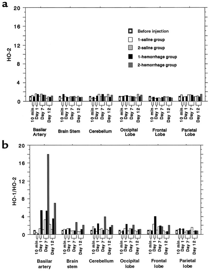(a) HO-2 mRNA levels, which did not change appreciably after the injecti...