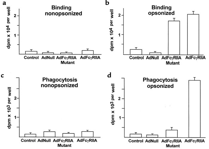 Quantitative assessment of binding and phagocytosis of SRBCs by A549 cel...