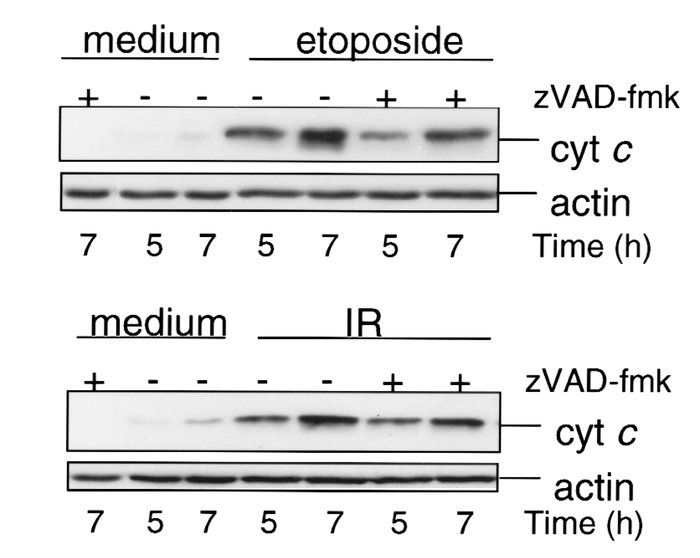 Etoposide and IR induce cyt c release in a caspase-independent manner. J...