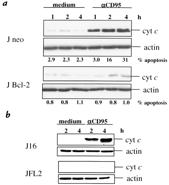 CD95 induces cyt c release in a Bcl-2– and FLIPL-inhibitable manner. Cyt...