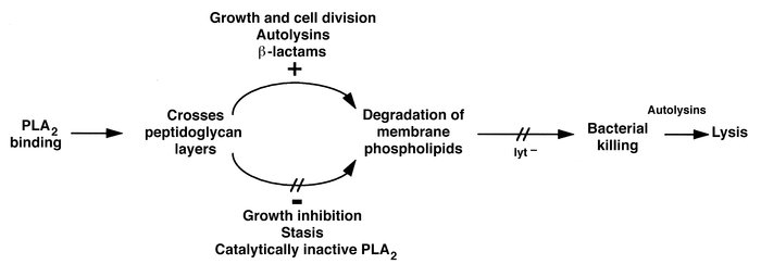 Model for PLA2 action against Gram-positive bacteria.