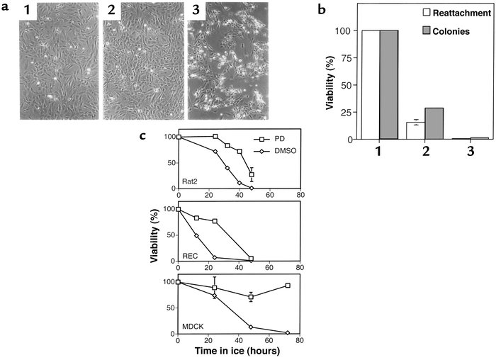 The biologic response of cells to prolonged hypothermic stress and the e...