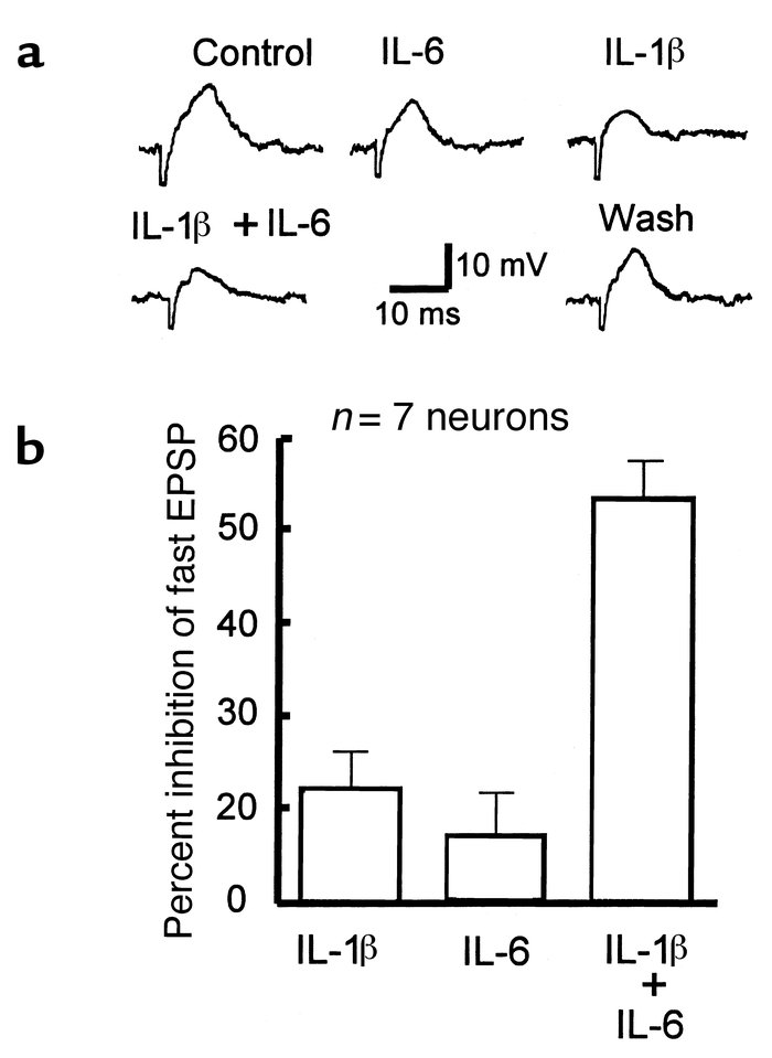 Focal electrical stimulation of nicotinic synaptic inputs to submucous p...