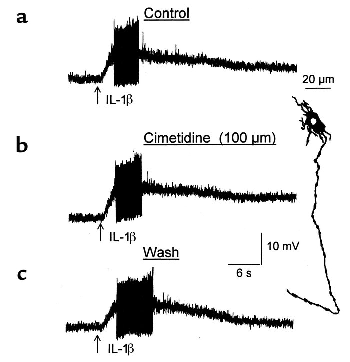 Application of cimetidine did not suppress the depolarizing action and e...