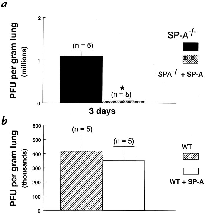 SP-A enhanced RSV clearance from the lung of SP-A–/– mice. RSV titers we...