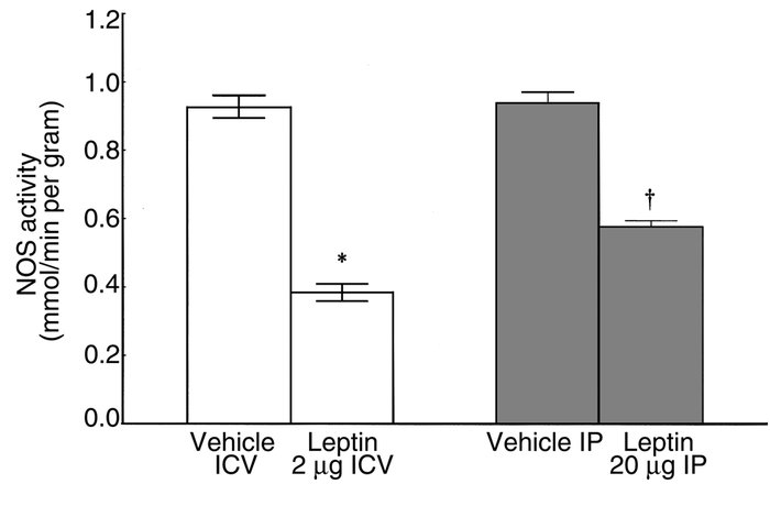 The effect of daily leptin injection for 5 consecutive days (2 μg ICV or...