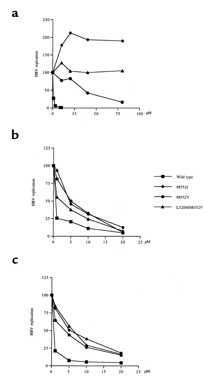 Drug inhibition curves of wild-type and lamivudine-resistant HBV transfe...