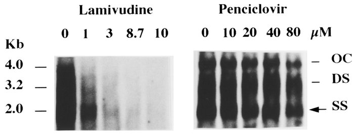 Southern blotting hybridization analysis of HBV transfected into HuH-7 c...