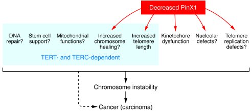 Consequences of insufficient PinX1 that may contribute to chromosome ins...