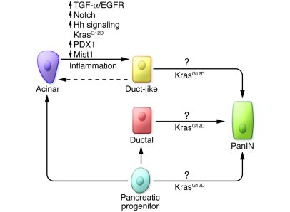 ADM and PanIN — roles of potential pathways.
In the adult mouse pancreas...