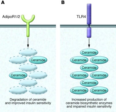 Ceramide biosynthesis and degradation require specific signals and impar...