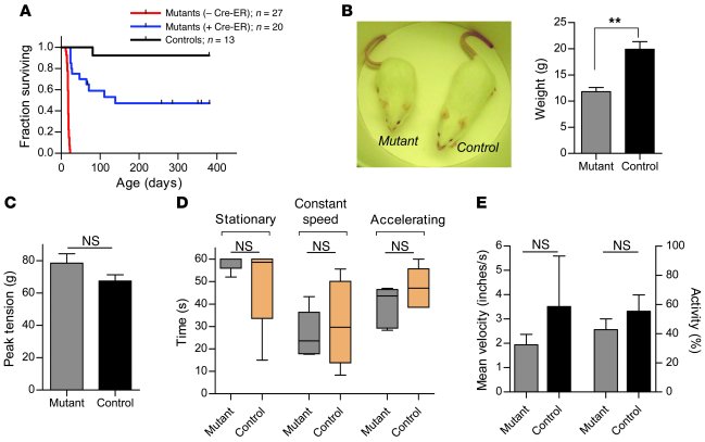 Postsymptomatic restoration of SMN enhances survival of SMA model mice.
...