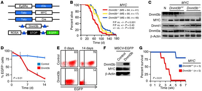 Accelerated lymphomagenesis and increased relapse rate in Dnmt3b-deficie...