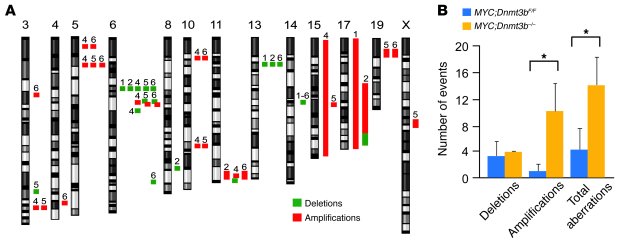 Ablation of Dnmt3b leads to increased genome instability.
(A) Cytogeneti...