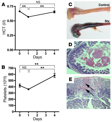 Effects of Stx on animal hematology and gastrointestinal biology.
(A) CA...