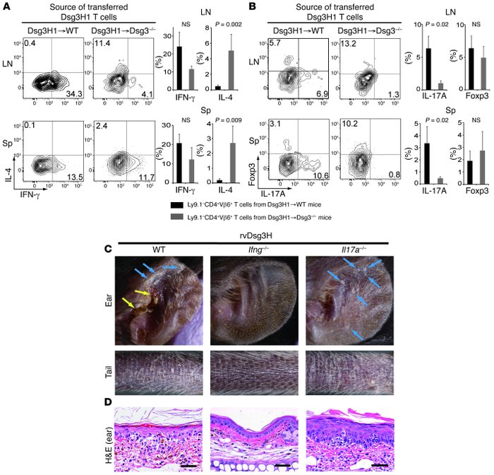 Dsg3-specific T cells induce interface dermatitis in an IFN-γ–dependent ...