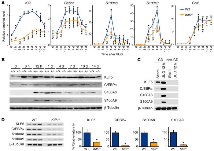 KLF5 is essential for induction of C/EBPα and S100A8/S100A9 in vivo.
(A)...