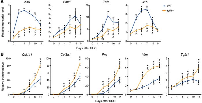 Effects of Klf5 haploinsufficiency on renal gene expression.
   
Wild-ty...