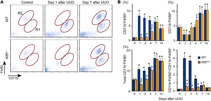 KLF5 controls the recruitment and accumulation of CD11b+F4/80+ cells in ...