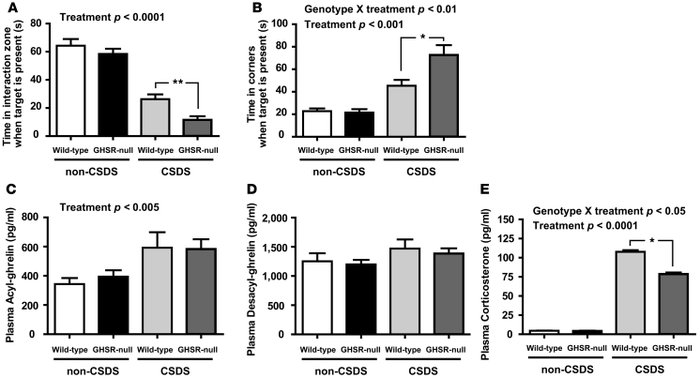 Intact acyl-ghrelin signaling via GHSRs minimizes CSDS-associated, depre...