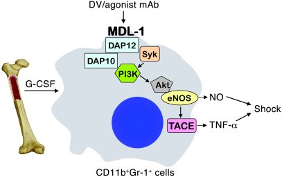 A proposed model for signaling mechanisms of MDL-1–mediated shock.
Bindi...