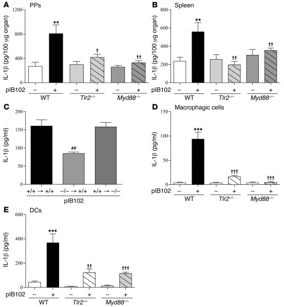 Increased IL-1β expression triggered by Y. pseudotuberculosis is mediate...