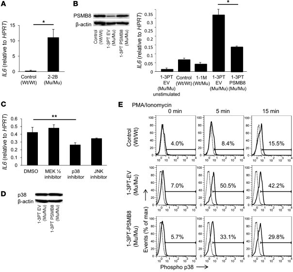 A missense mutation in PSMB8 hyperactivates B cells.
   
(A) IL6 express...