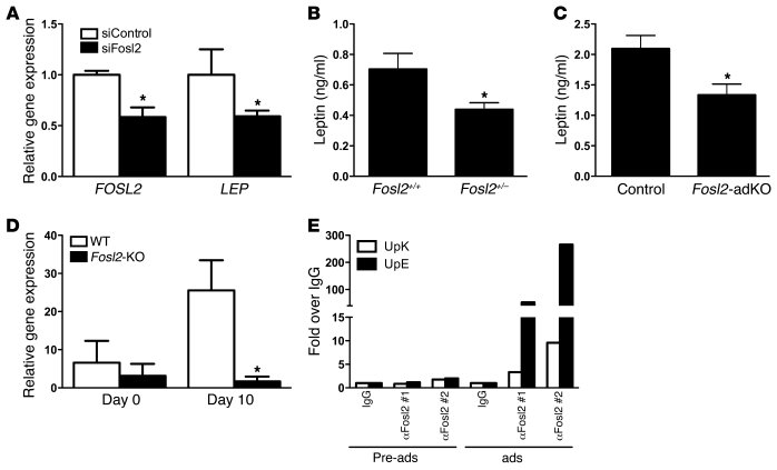 
FOSL2 is an important regulator of LEP gene expression.
   
(A) Seven d...