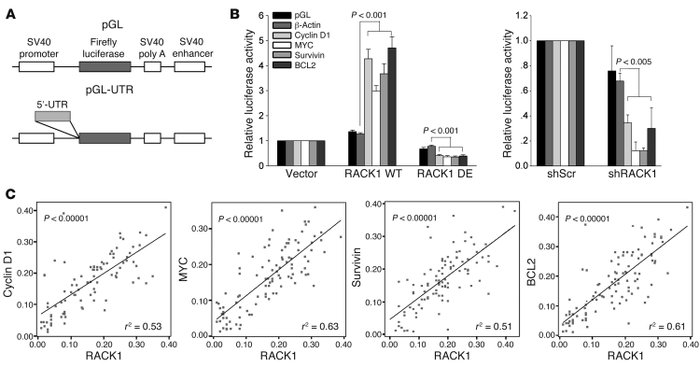 Ribosomal RACK1 preferentially promotes the translation of potent growth...