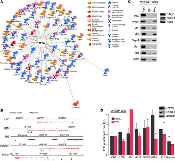 Identification of a subset of direct Nkx3.1 target genes coregulated by ...