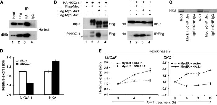 NKX3.1 and Myc interact and coregulate expression of shared target gene ...