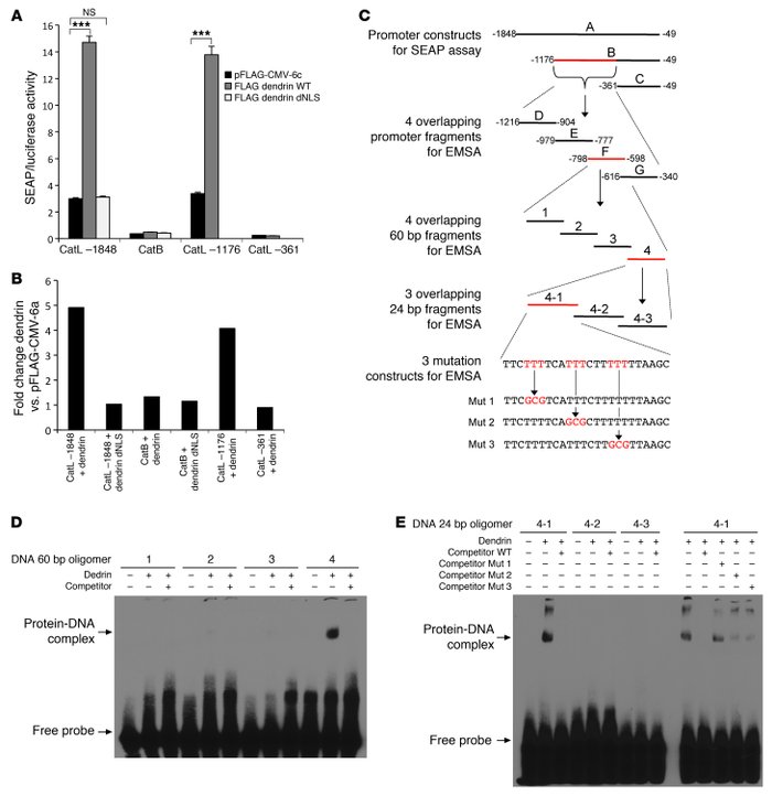 Dendrin is a transcription factor of CatL.
(A and B) Nuclear dendrin ind...