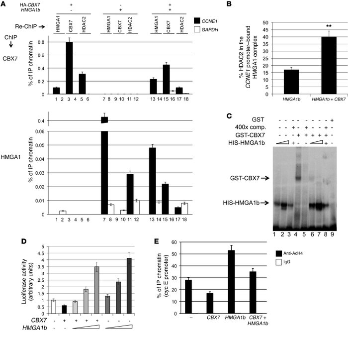 Competition between HMGA1 and CBX7 for binding, regulation, and acetylat...