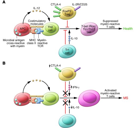 Defects in peripheral immune regulation lower the activation barrier for...