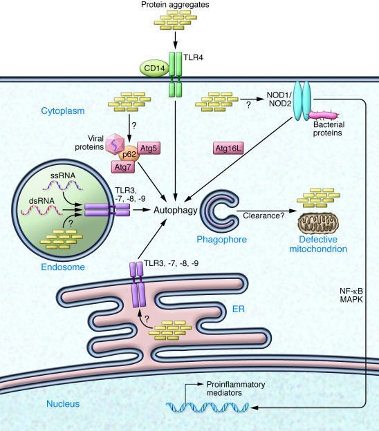 Immune-mediated interactions in neurodegeneration at the cellular, tissu...