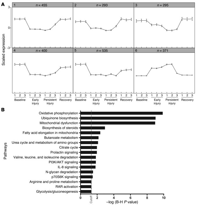 SOM and pathway analyses.
(A) Array results were analyzed by a SOM algor...