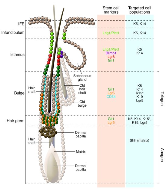 The HF and its morphological units, stem cell compartments, and targeted...