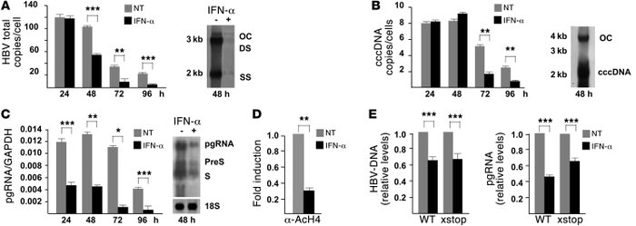 IFN-α inhibits HBV replication and cccDNA transcription in HCC cells.
(A...