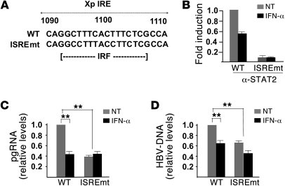 HBV ISRE mediates IFN-α transcriptional repression.
(A) Sequence of the ...