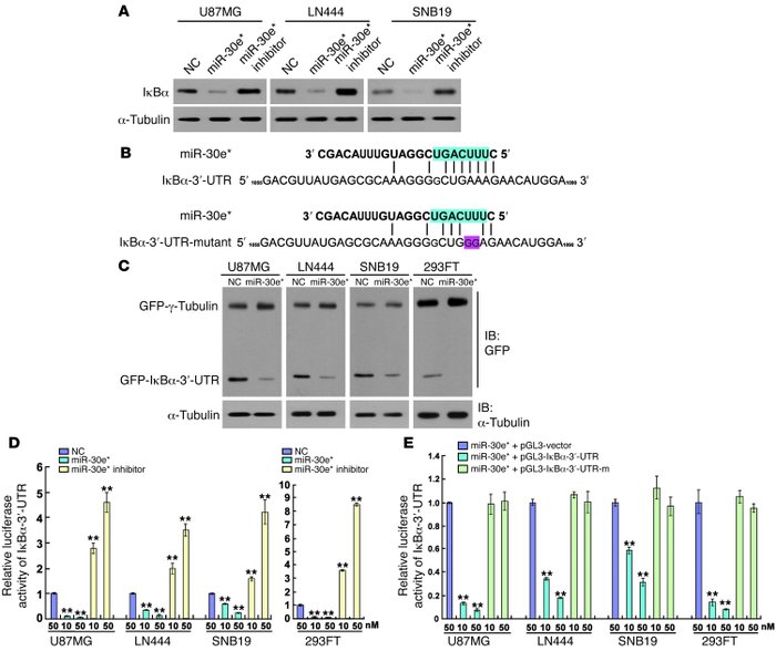
miR-30e* directly targets the 3′-UTR of IκBα.
   
(A) Western blot anal...