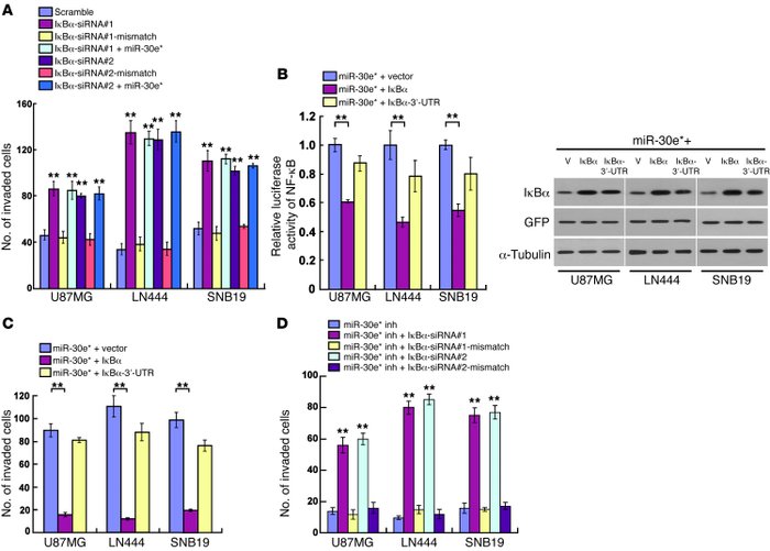 
miR-30e* induces glioma invasiveness through direct targeting of IκBα.
...