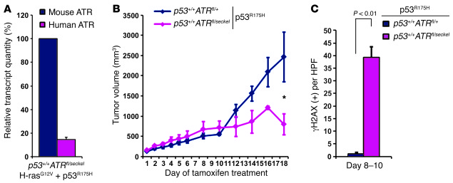 H-rasG12V-transformed p53+/+ fibrosarcomas that express low levels of p5...