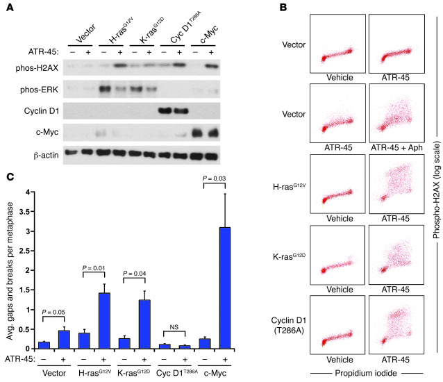 ATR inhibition synergizes with H-rasG12V, K-rasG12D, and c-Myc overexpre...