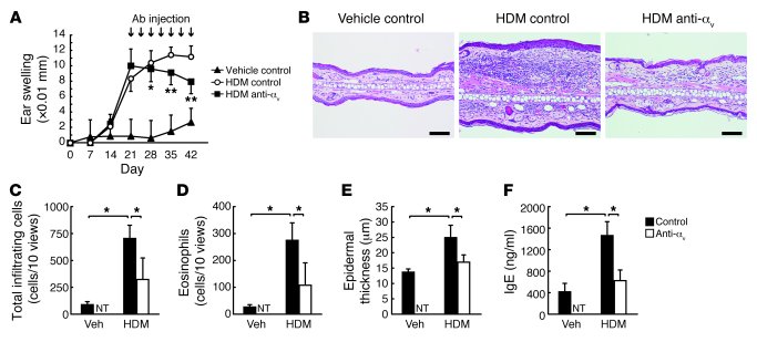 Blockage of the integrin/periostin interaction is effective in the mouse...