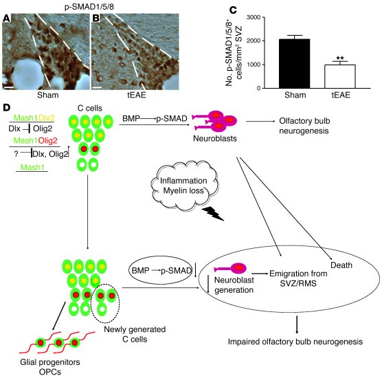 Persistence of tEAE-induced neurogenesis impairment correlates with decr...