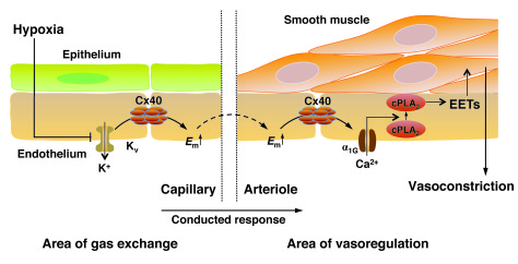 Proposed concept for a conducted response propagated via endothelial Cx4...